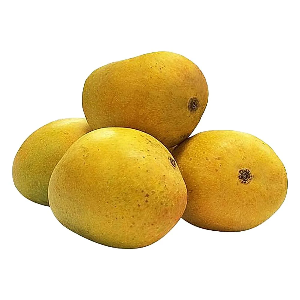 Mango Alphonso Ratnagiri (Hapus Aam)