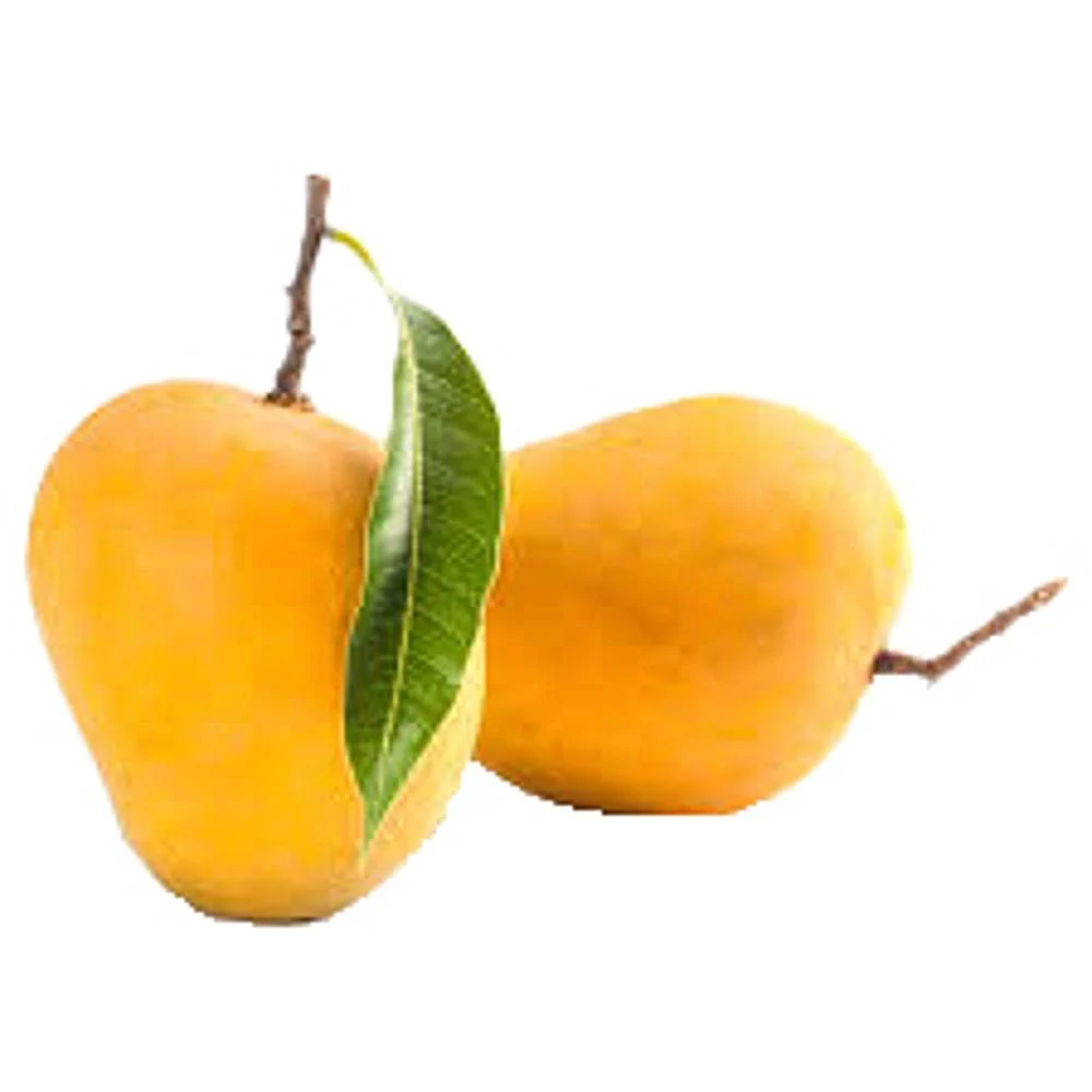 Fresh Hapus Ratnagiri (Hapus Aam) - Flavors of Konkan