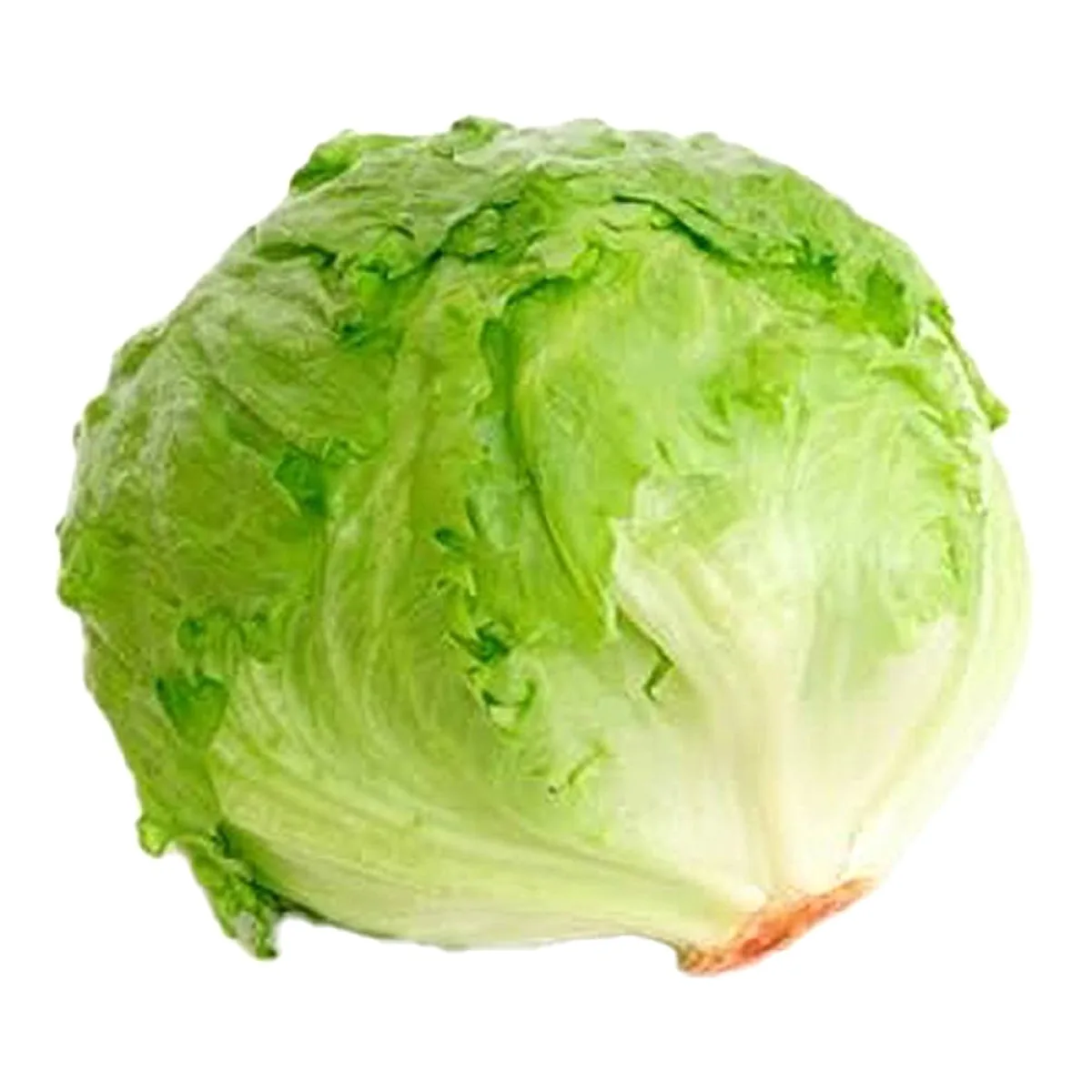 Fresh Green Lettuce